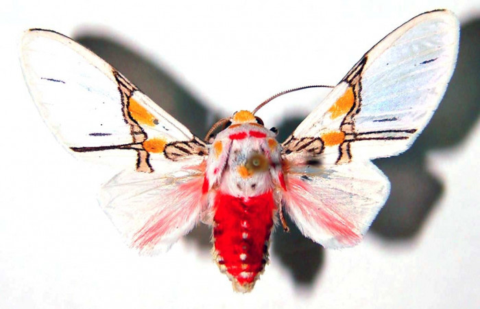 Figura 9. Adulto <i>Idalus crinis</i> (Erebidae), posición vista dorsal. (94-SRNP-10190-DHJ39052).