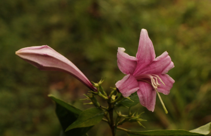 Figura. 12 Flor y botón <i>Coutarea hexandra</i>, (Rubiaceae). Area de Conservación Guanacaste, Sector Rincón Rain Forest, Estación Leiva, Sendero Selva, (elevación 491 metros), colectada el 30 Julio 2022. Foto, Jorge Hernández.