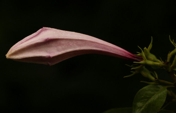 Figura. 13 Botón <i>Coutarea hexandra</i>, (Rubiaceae). Area de Conservación Guanacaste, Sector Rincón Rain Forest, Estación Leiva, Sendero Selva, (elevación 491 metros), colectada el 30 Julio 2022. Foto, Jorge Hernández.