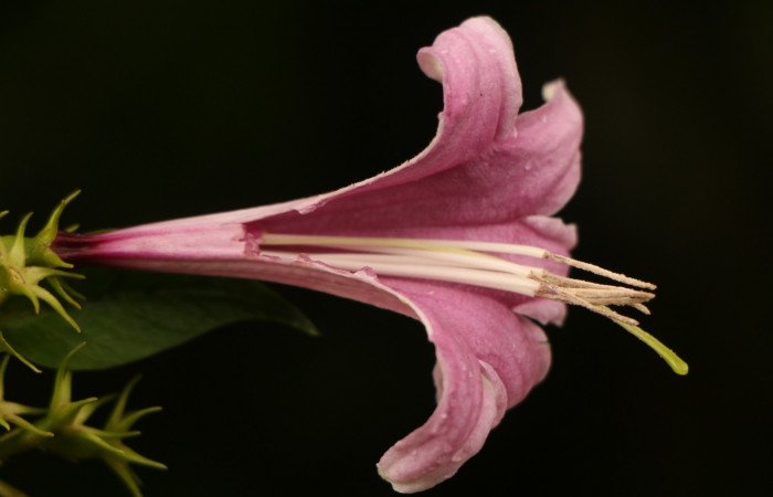 Figura. 14 Flor semi diseccionada <i>Coutarea hexandra</i>, (Rubiaceae). Area de Conservación Guanacaste, Sector Rincón Rain Forest, Estación Leiva, Sendero Selva, (elevación 491 metros), colectada el 30 Julio 2022. Foto, Jorge Hernández.