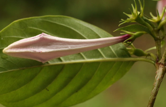 Figura. 17 Botón <i>Coutarea hexandra</i>, (Rubiaceae). Area de Conservación Guanacaste, Sector Rincón Rain Forest, Estación Leiva, Sendero Selva, (elevación 491 metros), colectada el 30 Julio 2022. Foto. Jorge Hernández.
