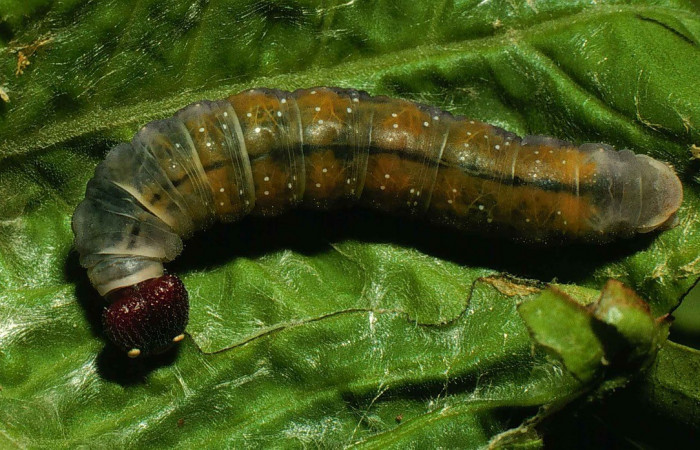 Figura. 18 Larva <i>Polyctor polyctor</i> (Hesperiidae), posición dorsal entero alimentándose en <i>Coutarea hexandra</i>, (Rubiaceae). (00-SRNP-14431-DHJ55620.jpg).
