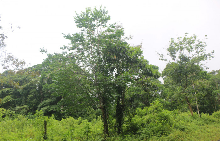 Figura. 1 Habitad <i>Coutarea hexandra</i>, (Rubiaceae). Area de Conservación Guanacaste, Sector Rincón Rain Forest, Estación Leiva, Sendero Selva, (elevación 491 metros), colectada el 30 Julio 2022. Foto, Jorge Hernández.