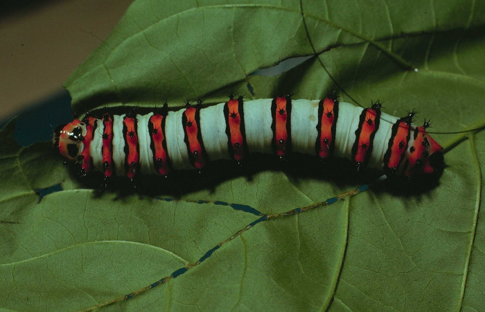 Figura. 20 Larva <i>Rothschildia erycina</i> (Saturniidae), posición dorsal entero alimentándose en <i>Coutarea hexandra</i>, (Rubiaceae). (80-SRNP-229-DHJ1408.jpg).