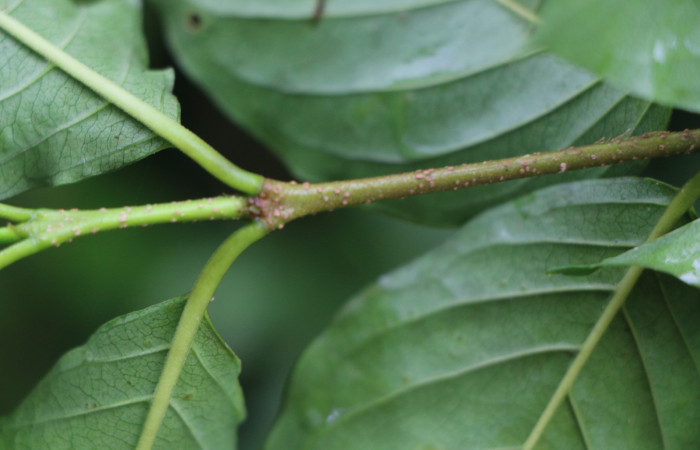 Figura. 3 Posición de hojas  <i>Coutarea hexandra</i>, (Rubiaceae). Area de Conservación Guanacaste, Sector Rincón Rain Forest, Estación Leiva, Sendero Selva, (elevación 491 metros), colectada el 30 Julio 2022. Foto, Jorge Hernández.