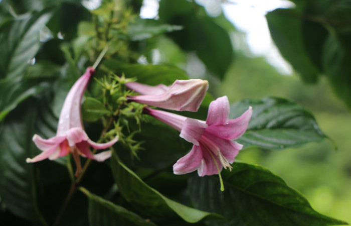 Figura. 9 Flores en racimo <i>Coutarea hexandra</i>, (Rubiaceae). Area de Conservación Guanacaste, Sector Rincón Rain Forest, Estación Leiva, Sendero Selva, (elevación 491 metros), colectada el 30 Julio 2022. Foto, Jorge Hernández.