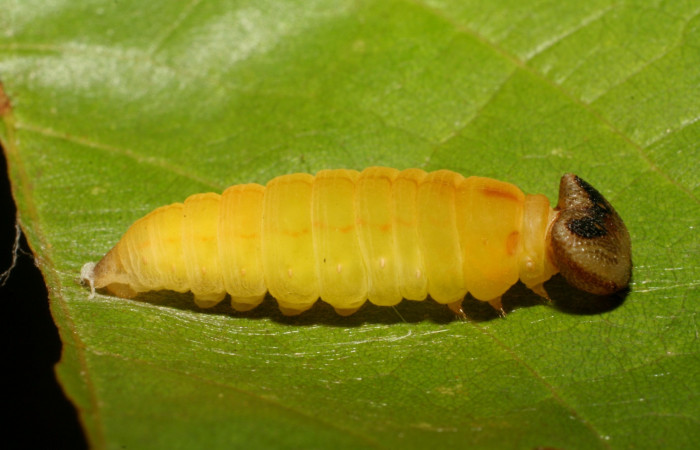 Figura 9. Detalle de prepupa, <i>Telemiades avitus</i> (Hesperiidae). (07-SRNP-41266-DHJ422316).