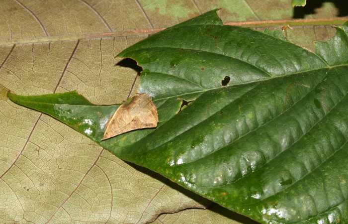Figura 2. Detalle de refugio y protección, <i>Telemiades avitus</i> (Hesperiidae) en sus primeros estadíos. (17-SRNP-30571-DHJ736146).