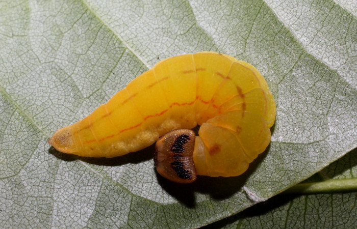 Figura 10. Detalle de prepupa, <i>Telemiades avitus</i> (Hesperiidae). (17-SRNP-65127-DHJ488323).