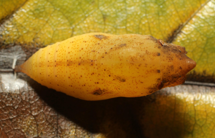 Figura 11. Detalle de pupa, <i>Telemiades avitus</i> (Hesperiidae). (17-SRNP-65127-DHJ488326).