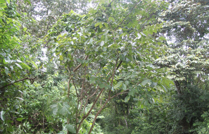 Fig 1. Planta hospedera donde se alimenta <i>Telemiades avitus</i> (Hesperiidae) <i>Lonchocarpus guatemalensis</i> (Fabaceae).