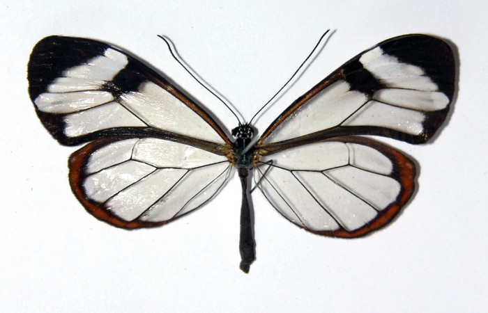Figura 10. Adulto de <i>Greta oto</i> (Nymphalidae), vista dorsal. Voucher 01-SRNP-24182-DHJ97548.jpg.