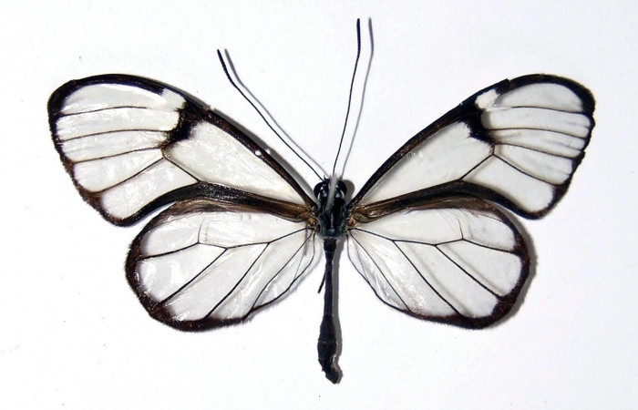 Figura 17. Adulto de <i>Greta umbrana</i> (Nymphalidae), Vista dorsal. Voucher 02-SRNP-629-DHJ98822.jpg.  