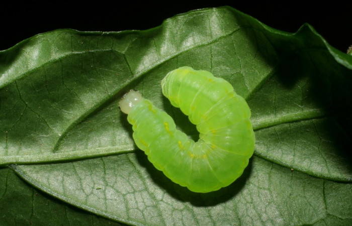 Figura 3. <i>Greta annette</i> (Nymphalidae), último estadio, posición dorsal, Estación Cacao. Voucher 08-SRNP-35001-DHJ440832.jpg.
