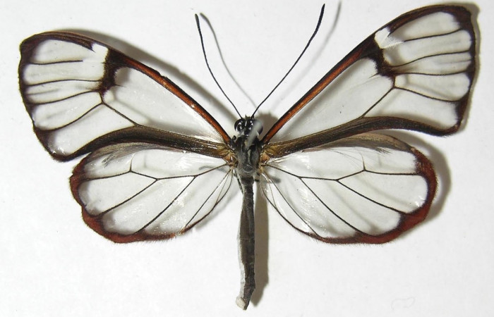 Figura 7. Adulto de <i>Greta annette</i> (Nymphalidae), vista dorsal. Voucher 08-SRNP-35148-DHJ394706.jpg.