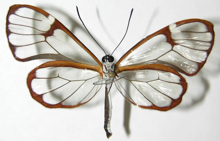 Figura 8. Adulto de <i>Greta annette</i> (Nymphalidae), vista ventral. Voucher 08-SRNP-35148-DHJ394707.jpg.