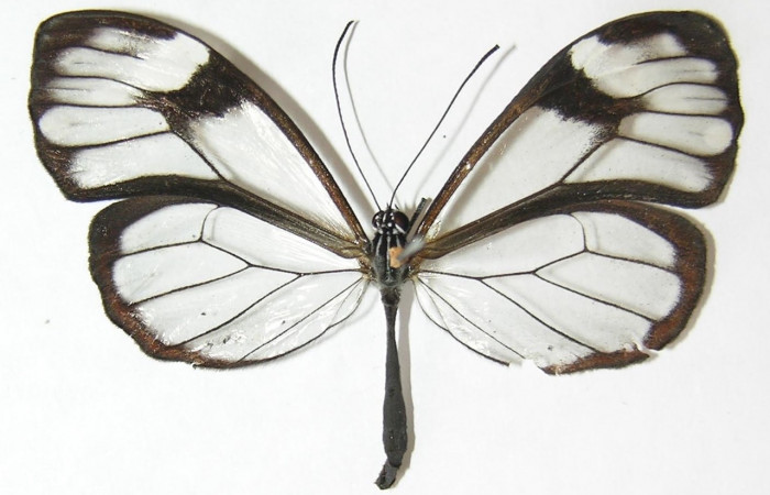 Figura 14. Adulto de <i>Greta lyra</i> (Nymphalidae), vista dorsal 09-SRNP-35996-DHJ513466.jpg.
