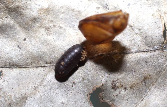 Figura 19. tachinidWood02 Wood03 de la familia (Tachinidae) parásito, mosca de <i>Greta oro</i> (Nymphalidae). Voucher 11-SRNP-36366-DHJ498490.jpg  