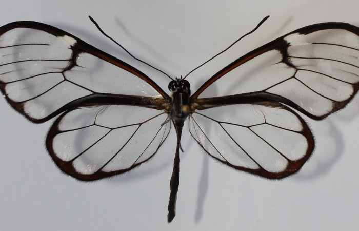 Figura 16. Adulto de <i>Greta</i> Willmott28 (Nymphalidae), vista dorsal. Voucher 13-SRNP-36620-DHJ584146.jpg.