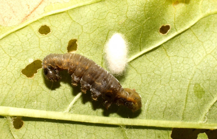 Figura 20. <i>Diolcogaster</i> Choi213 de la familia (Braconidae), avispa parásito de </i>Greta oto</i> (Nymphalidae). Voucher 17-SRNP-36520-DHJ734401.jpg  