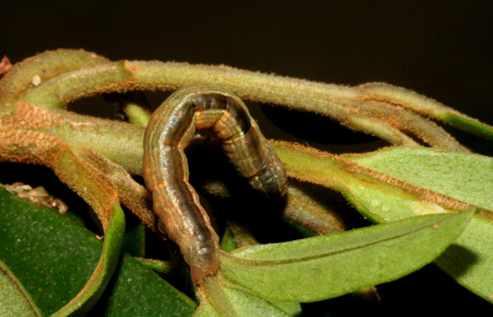 Figura 7. <i>Phrygionis privignaria</i> familia (Geometridae). En posición dorsal, en PU estadio. Voucher, 10-SRNP-3769-DHJ470983.