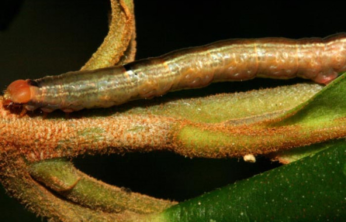 Figura 8. <i>Phrygionis privignaria</i> familia (Geometridae). En posición lateral, mostrando cabeza y tórax en en PU. Voucher 10-SRNP-3769-DHJ470988.