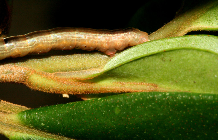 Figura 9. <i>Phrygionis privignaria</i> familia (Geometridae). En posición lateral parte trasera. Voucher 10-SRNP-3769-DHJ470989.