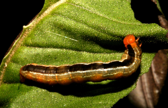 Figura 5. <i>Phrygionis privignaria</i> familia (Geometridae). En posición dorsal, en PU estadio.  Voucher, 11-SRNP-43823-DHJ497244.