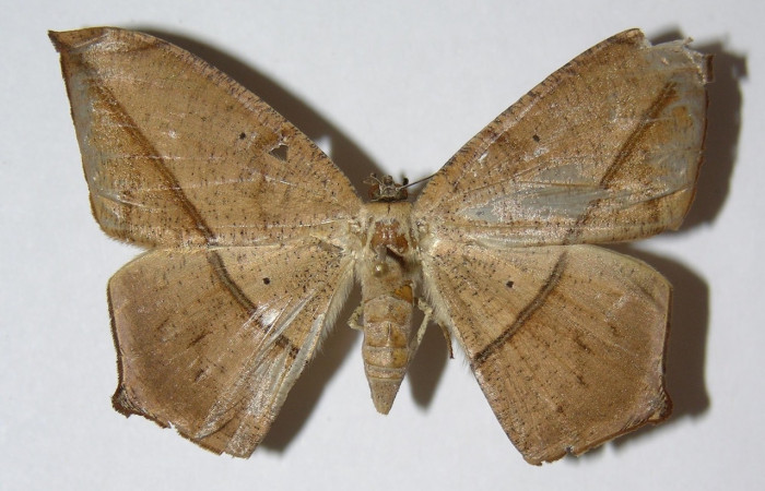 Figura 3. Adulto de <i>Prochoerodes tetragonata</i>   (hembra), vista dorsal. (01-SRNP-11905-DHJ324762).