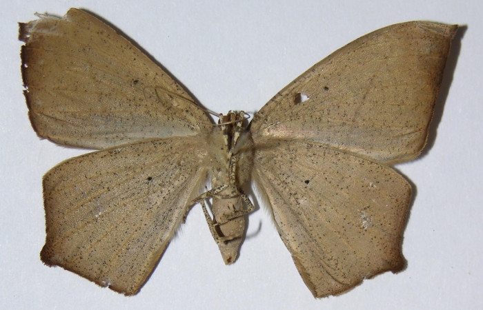 Figura 4. Adulto de <i>Prochoerodes tetragonata</i>   (hembra), vista ventral. (01-SRNP-11905-DHJ324763).