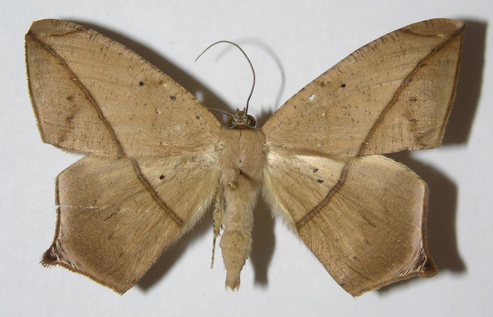 Figura 1. Adulto de <i>Prochoerodes tetragonata</i>   (macho), vista dorsal. (01-SRNP-4395-DHJ324750).