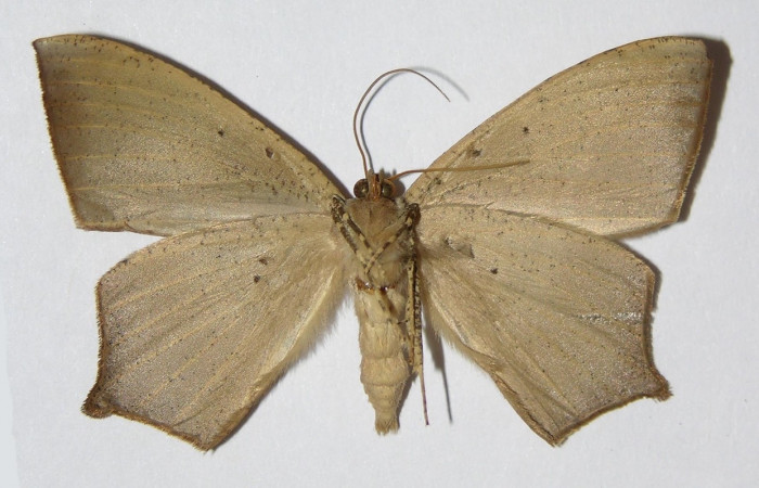 Figura 2. Adulto de <i>Prochoerodes tetragonata</i> (macho), vista ventral. (01-SRNP-4395-DHJ324751).