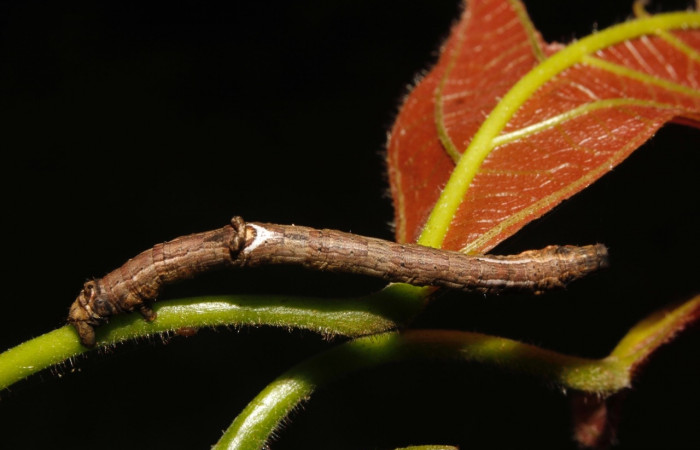 Fig, 15 Larva <i>Prochoerodes striata</i>, (Geometridae), vista dorsal. Voucher  15-SRNP-26511-DHJ730248.jpg