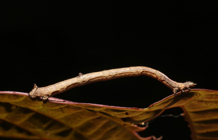 Figura 9. Larva <i>Prochoerodes tetragonata</i>  , Geometridae, vista lateral. (18-SRNP-3169-DHJ758246).