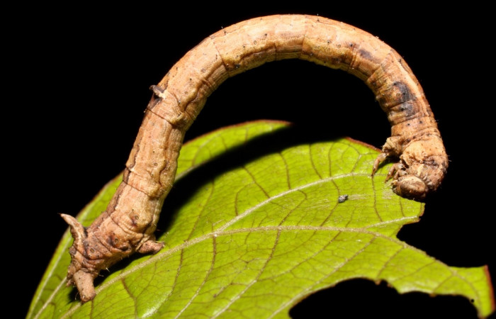 Figura 10. Larva <i>Prochoerodes tetragonata</i>  , Geometridae, vista lateral. (18-SRNP-3169-DHJ758256).