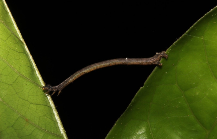 Figura 6. Larva <i>Prochoerodes tetragonata</i>  , Geometridae, vista lateral. (19-SRNP-26202-DHJ761100).