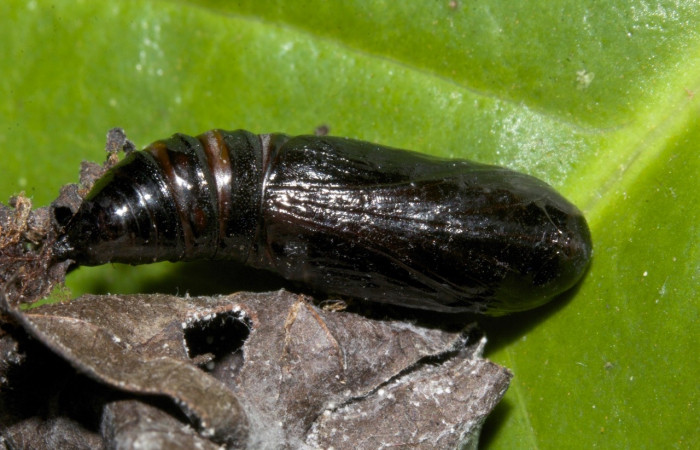 Figura 11. Pupa de <i>Prochoerodes tetragonata</i>  , Geometridae, vista dorsal,  (19-SRNP-30414-DHJ749895).