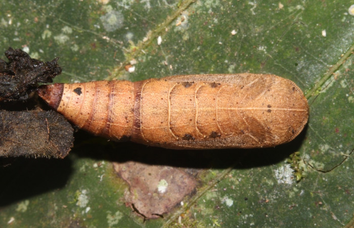Figura 12. Prepupa de <i>Prochoerodes tetragonata</i>, Geometridae, vista lateral,  (19-SRNP-40162-DHJ767369)