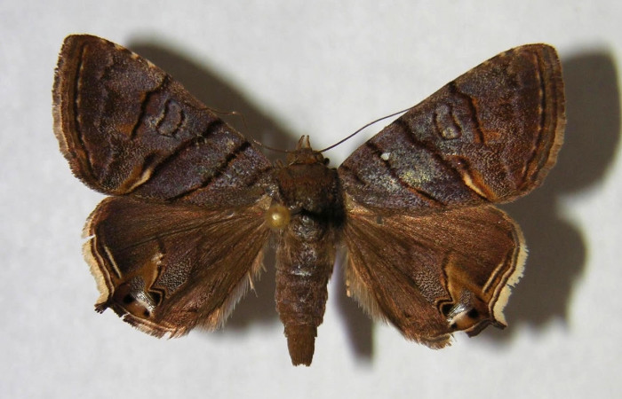 Fig.1Vista dorsal macho <i>Eulepidotis</i> Poole03 (Erebidae), eclosionó 18 junio 1994, Sector Santa Rosa, Vado Cuajiniquil, 275 mts. (94-SRNP-3266-DHJ365806).