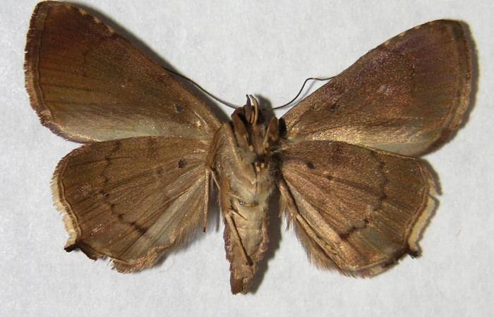 Fig.2 Vista ventral macho <i>Eulepidotis</i> Poole03 (Erebidae), eclosionó 18 junio 1994, Sector Santa Rosa, Vado Cuajiniquil 275 mts.(94-SRNP-3266-DHJ365807).