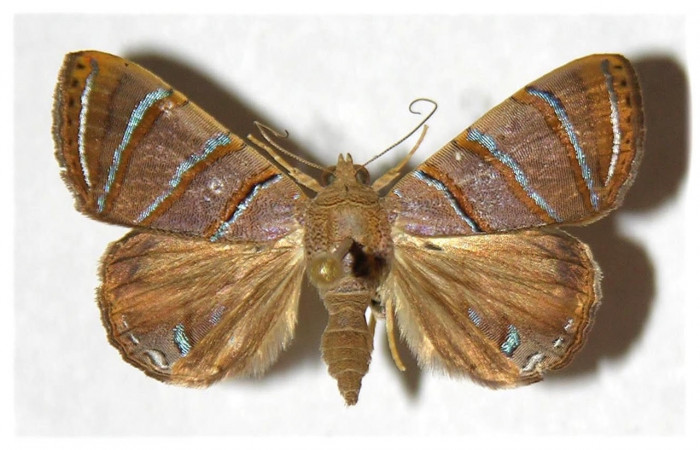 Fig.3 Vista dorsal macho <i>Eulepidotis caeruleilinea</i> (Erebidae), eclosionó 21 junio 1996, Sector Santa Rosa, Cafetal 280 mts. (96-SRNP-4484-DHJ315672).