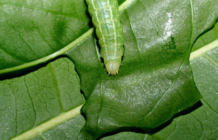 Fig.7 Vista frontal, <i>Eulepidotis</i> Poole03 (Erebidae), se colectó 19 abril 2008, Sector Mundo Nuevo, Mamones, 365mts. (08-SRNP-55852-DHJ442643.jpg)
