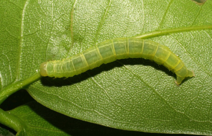 Fig.8 Vista dorsal, <i>Eulepidotis caeruleilinea</i> (Erebidae), se colectó 03 noviembre  2008, Sector Del Oro, Quebrada Trigal, 290mts (08-SRNP-20733-DHJ435687.jpg).
