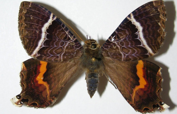 Fig. 10 Vista dorsal de la hembra <i>Coronidia subpicta</i> (Sematuridae). (00-SRNP-23687-DHJ331798).