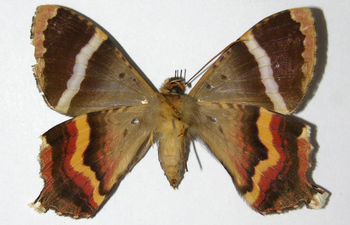 Fig. 11 Vista ventral de la hembra <i>Coronidia subpicta</i> (Sematuridae). (00-SRNP-23687-DHJ331799).