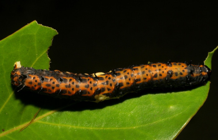Fig. 13 Vista dorsal del último estadio de <i>Coronidia subpicta</i> (Sematuridae) sobre <i>Oreopanax capitatus</i> (Araliaceae) (06-SRNP-4964-DHJ410812).