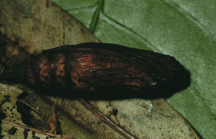 Fig. 14 Vista lateral del estadio en pupa de <i>Coronidia subpicta</i> (Sematuridae); sobre <i>Myrsine coriacea</i> (Primulaceae). (00-SRNP-9565-DHJ53585).