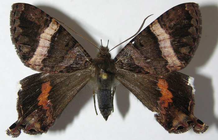 Fig. 15 Vista dorsal de <i>Coronidia leachii</i> (Sematuridae) (09-SRNP-35431-DHJ516196).