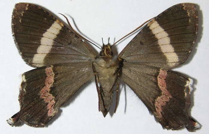 Fig. 16 Vista ventral de <i>Coronidia leachii</i> (Sematuridae) (09-SRNP-35431-DHJ516197).