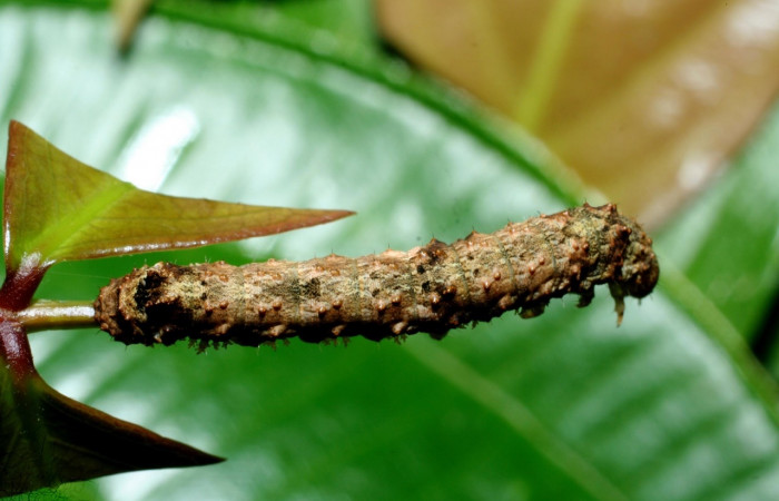 Fig. 18 Posición dorsal del último estadio de <i>Coronidia leachii</i> (Sematuridae), sobre <i>Zygia palmana</i> (09-SRNP-35431-DHJ455487).
